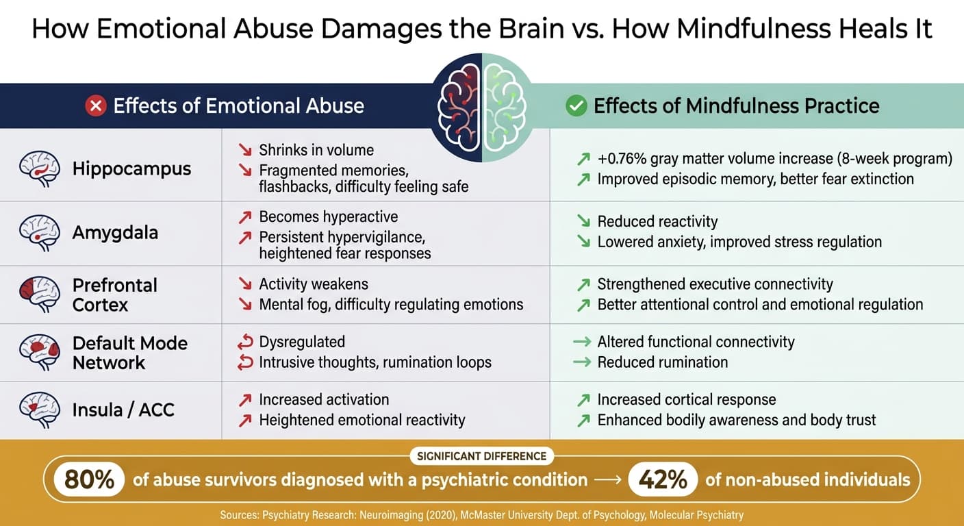 How Emotional Abuse Damages the Brain vs. How Mindfulness Heals It